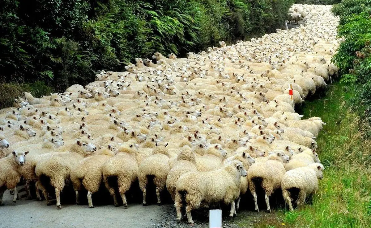 (ویدئو) فرآیند پرورش میلیون‌ها گوسفند توسط دامدار‌های عشایر برای تولید شیر و پشم