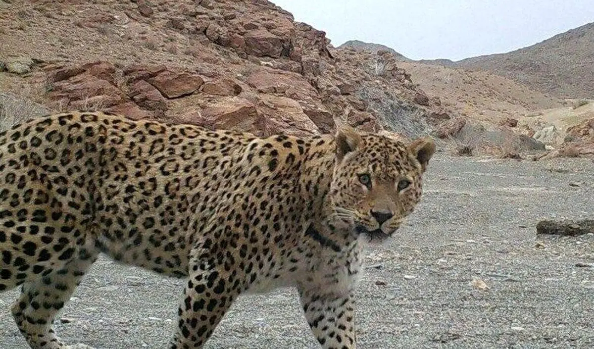 (ویدیو) مشاهده پلنگ ایرانی در سالوک خراسان شمالی