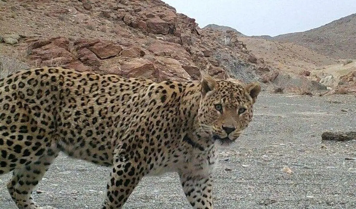 (ویدیو) مشاهده پلنگ ایرانی در سالوک خراسان شمالی