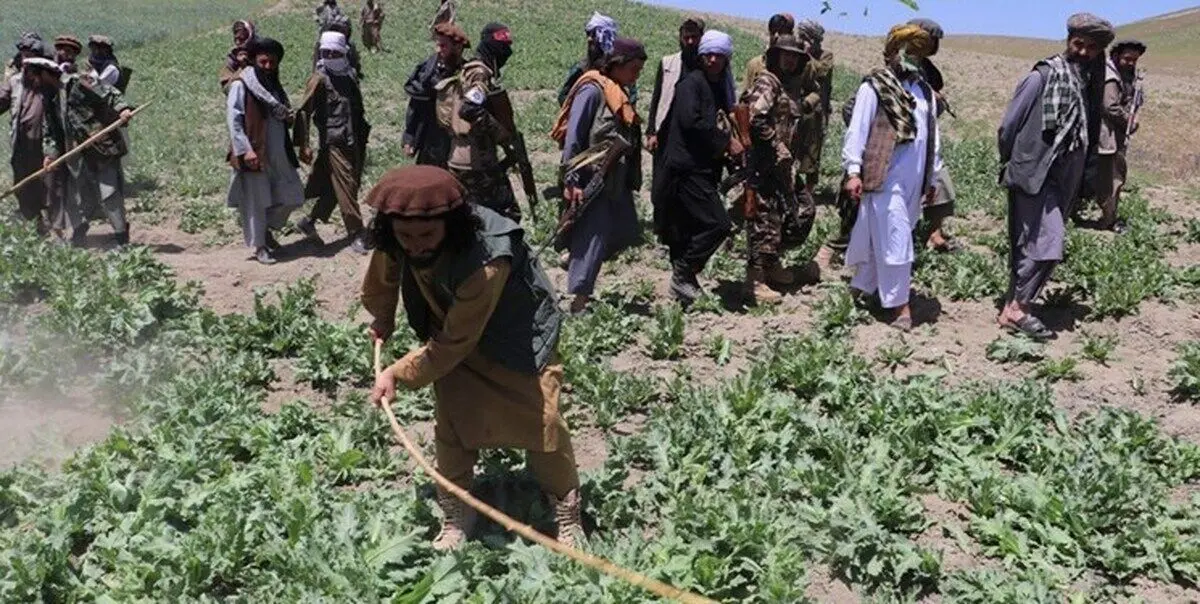 ادعای طالبان: کشت مواد مخدر در افغانستان به صفر رسید