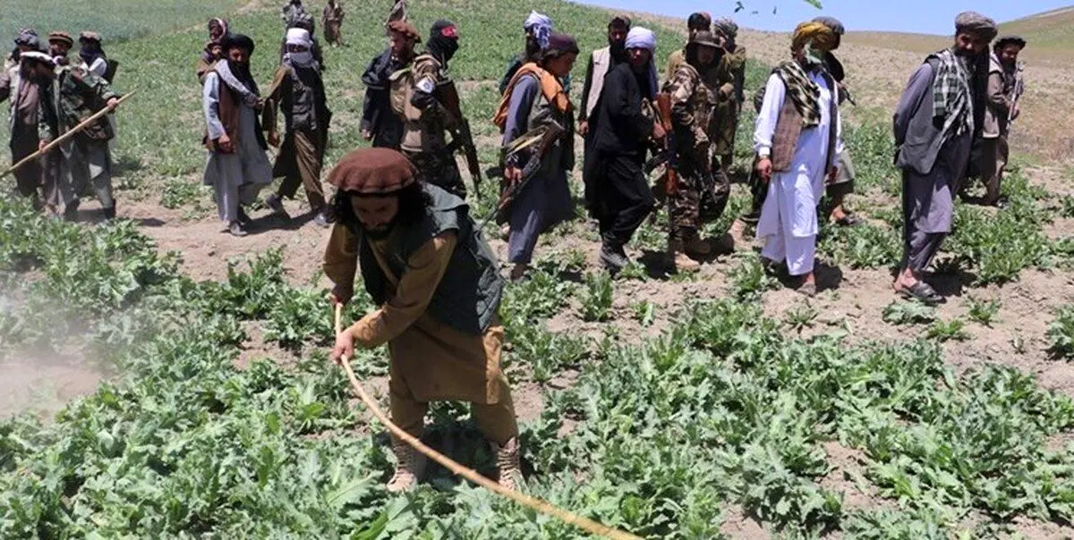 ادعای طالبان: کشت مواد مخدر در افغانستان به صفر رسید