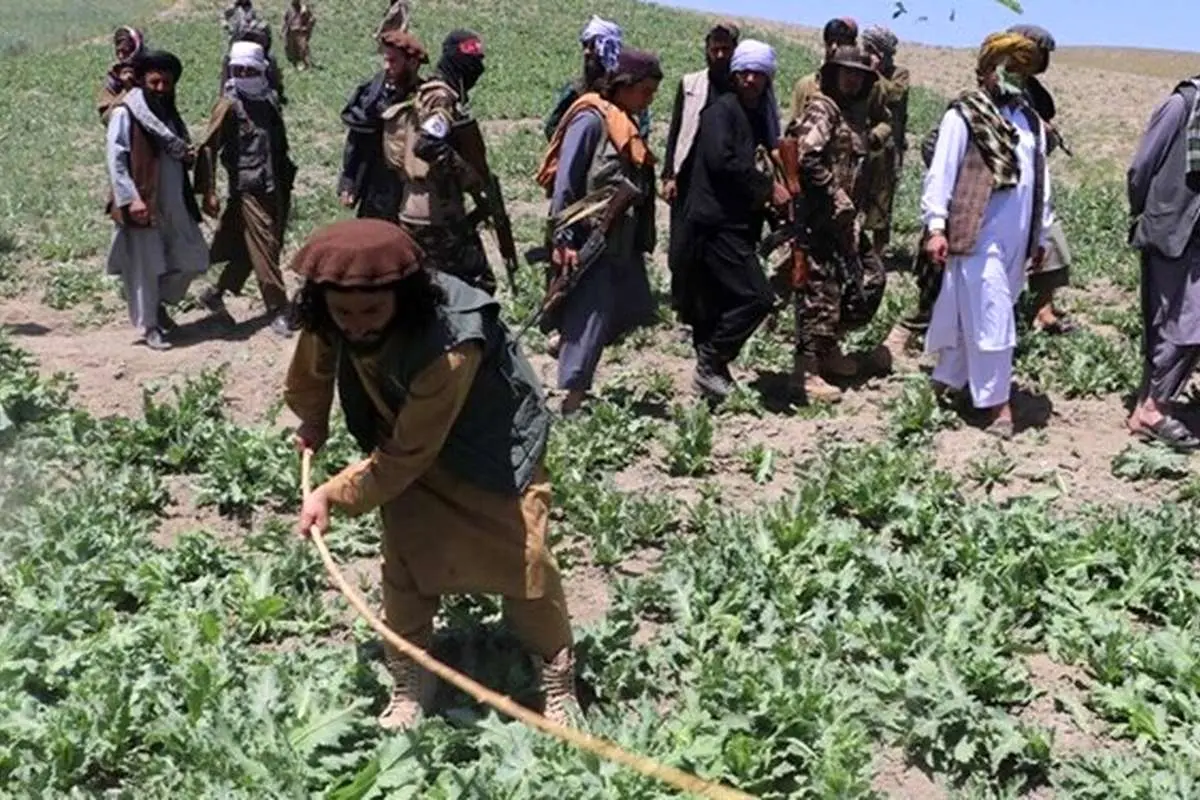 ادعای طالبان: کشت مواد مخدر در افغانستان به صفر رسید