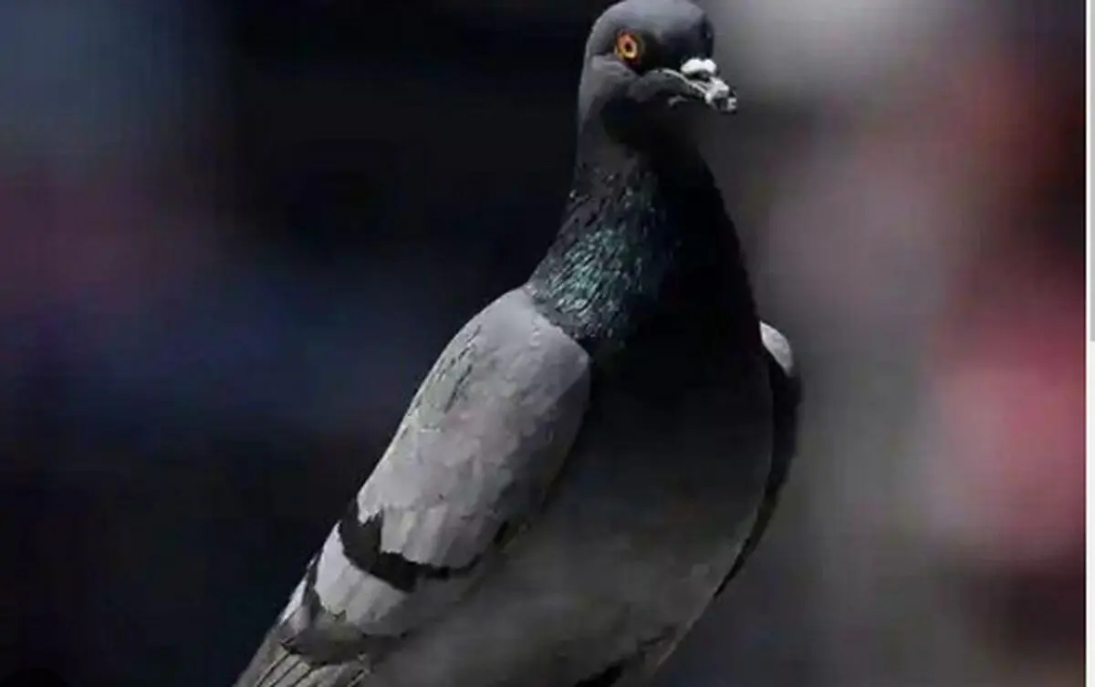 کبوتر مظنون به جاسوسی چین آزاد شد!