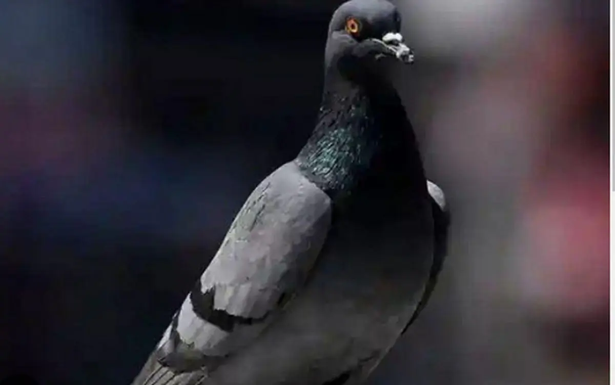 کبوتر مظنون به جاسوسی چین آزاد شد!
