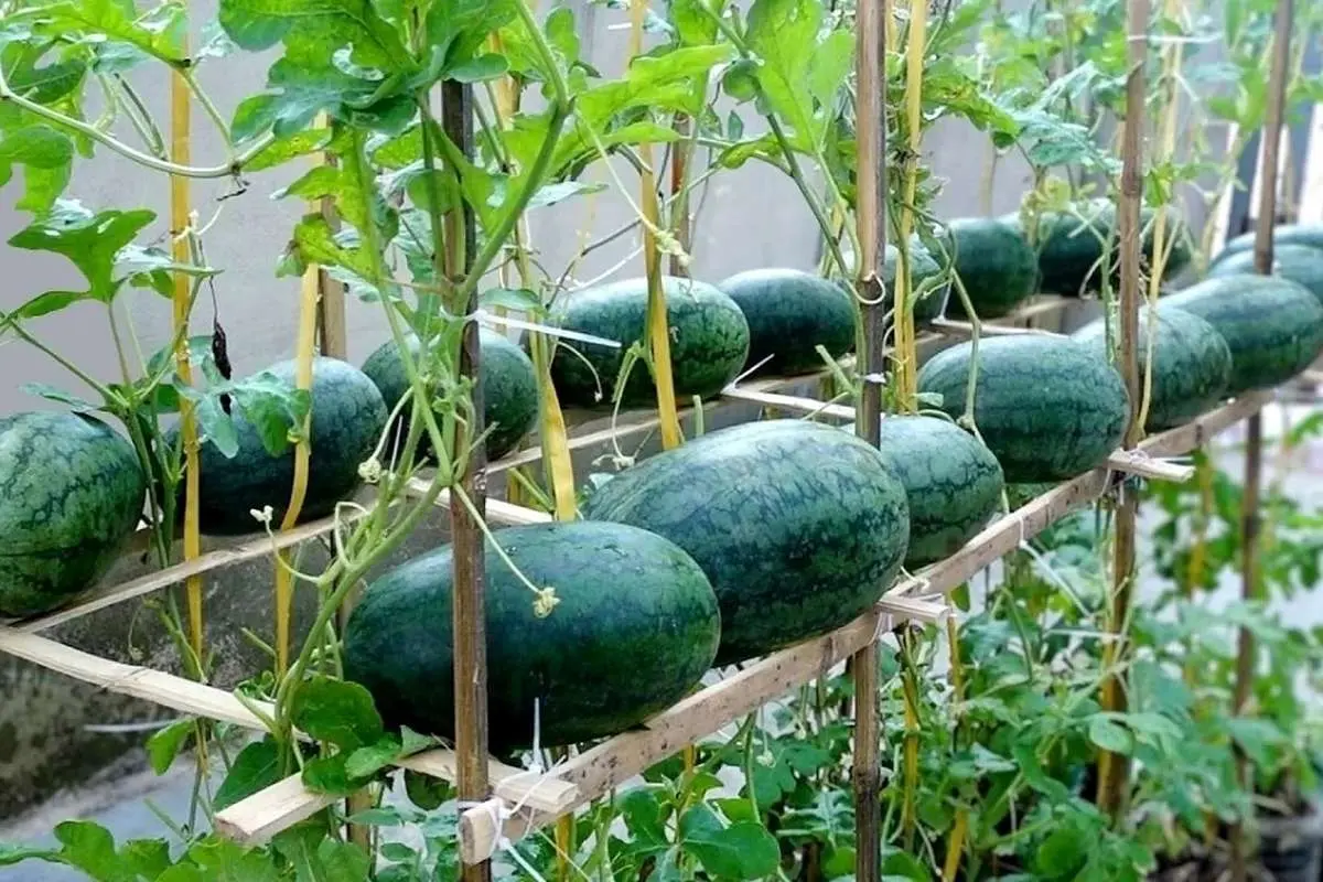 (ویدیو) چگونه بدون نیاز به باغ، در پشت بام خانه هندوانه کشت و برداشت کنیم؟