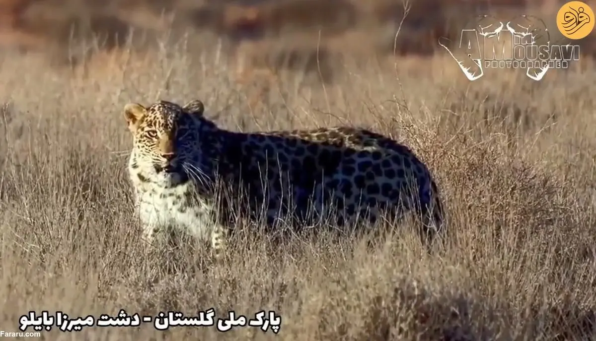 (ویدئو) چشم‌در‌چشم‌شدن با پلنگ ایرانی در پارک ملی گلستان