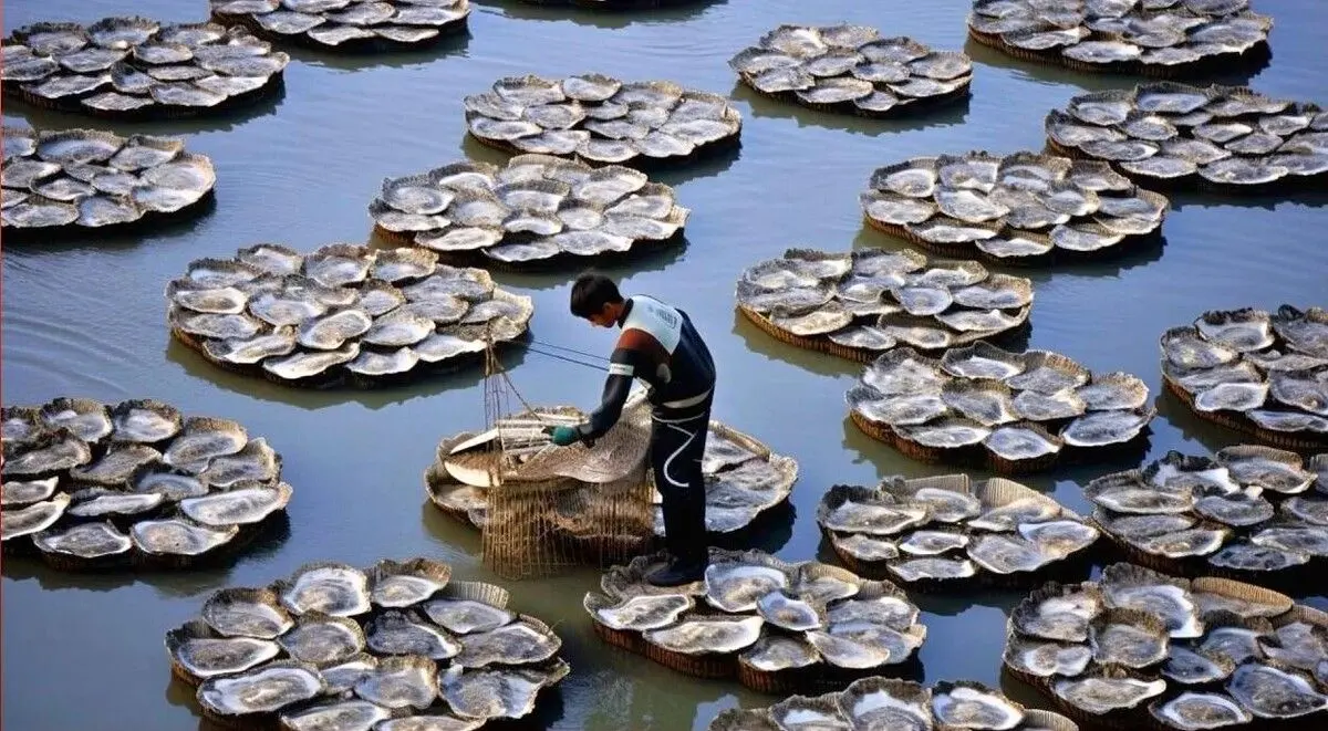 (ویدئو) فرآیند دیدنی پرورش، برداشت و فرآوری گران‌ترین صدف‌ها و مروارید‌های جهان