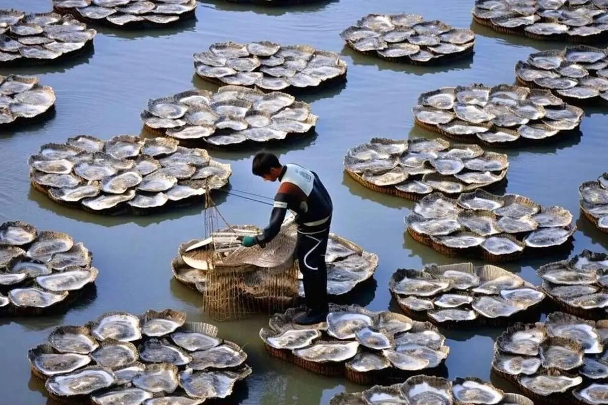 (ویدئو) فرآیند دیدنی پرورش، برداشت و فرآوری گران‌ترین صدف‌ها و مروارید‌های جهان