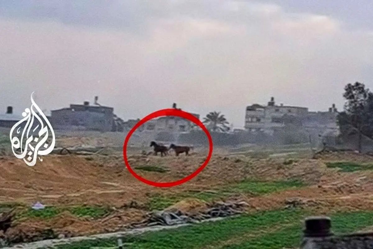 (ویدئو) شلیک بی‌رحمانه سرباز اسرائیلی به دو اسب