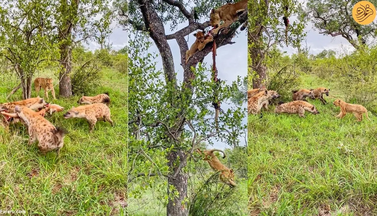 (ویدئو) اقدام هوشمندانه شیر مادر برای نجات بچه‌اش از دست کفتار‌ها