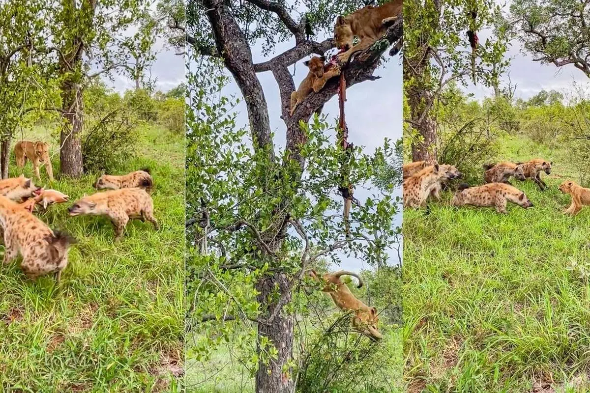 (ویدئو) اقدام هوشمندانه شیر مادر برای نجات بچه‌اش از دست کفتار‌ها