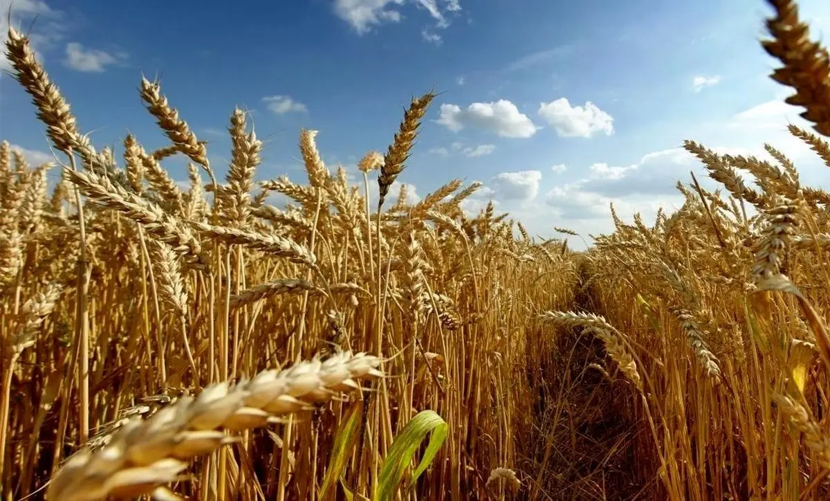 روش جدید برای تامین ویتامین D