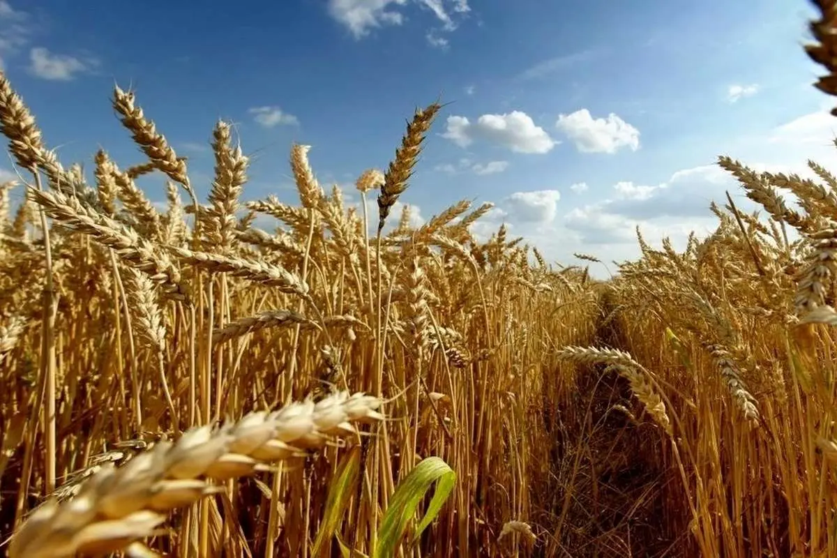 روش جدید برای تامین ویتامین D