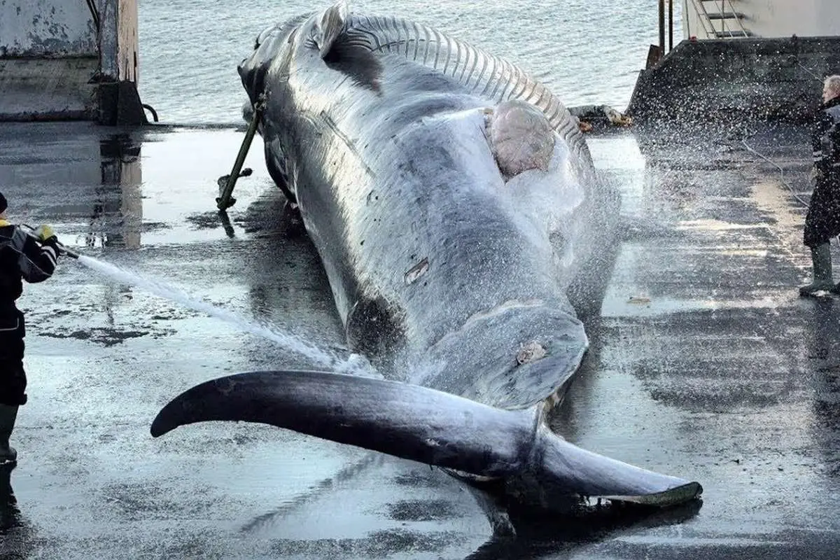 (ویدئو) مراحل صید نهنگ‌های غول پیکر؛ فرآیند پردازش گوشت نهنگ