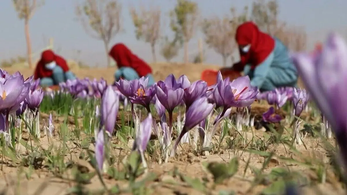 (ویدئو) افغان‌ها چگونه هزاران کیلو زعفران را پس از کشت و برداشت، فرآوری می‌کنند