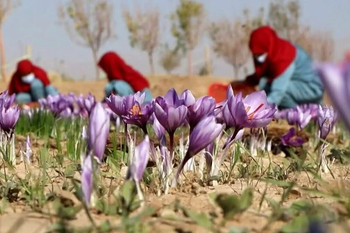(ویدئو) افغانها چگونه هزاران کیلو زعفران را پس از کشت و برداشت، فرآوری میکنند