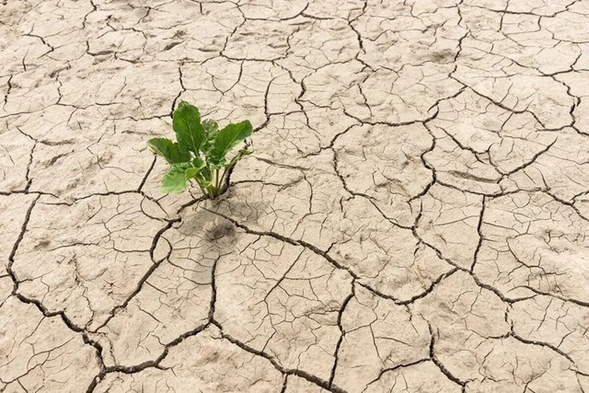 اثرات غذایی خشکسالی ۱۴۰۳
