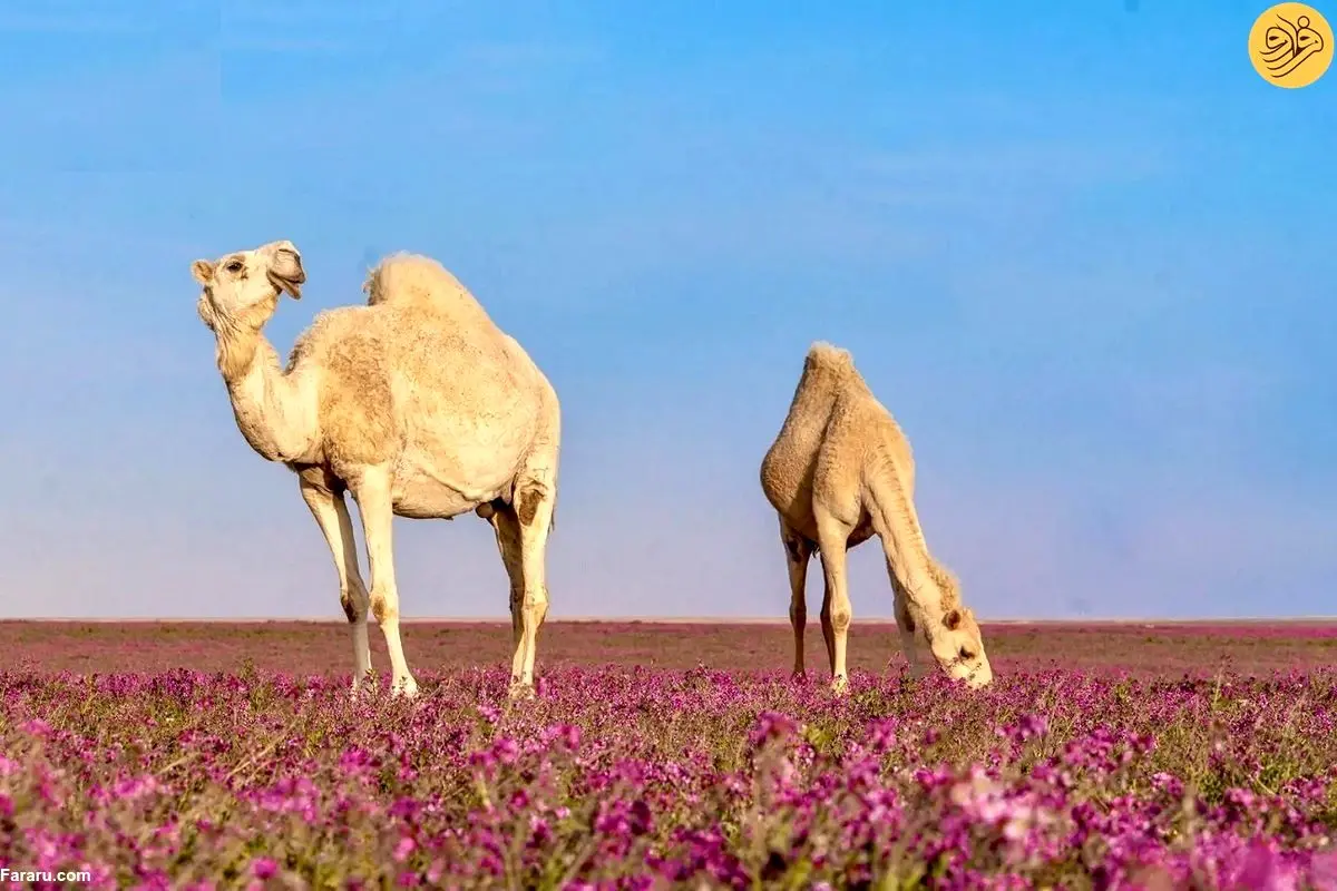 (تصاویر) دشت اسطوخودوس و شترها؛ منظره‌ای چشم‌نواز در عربستان