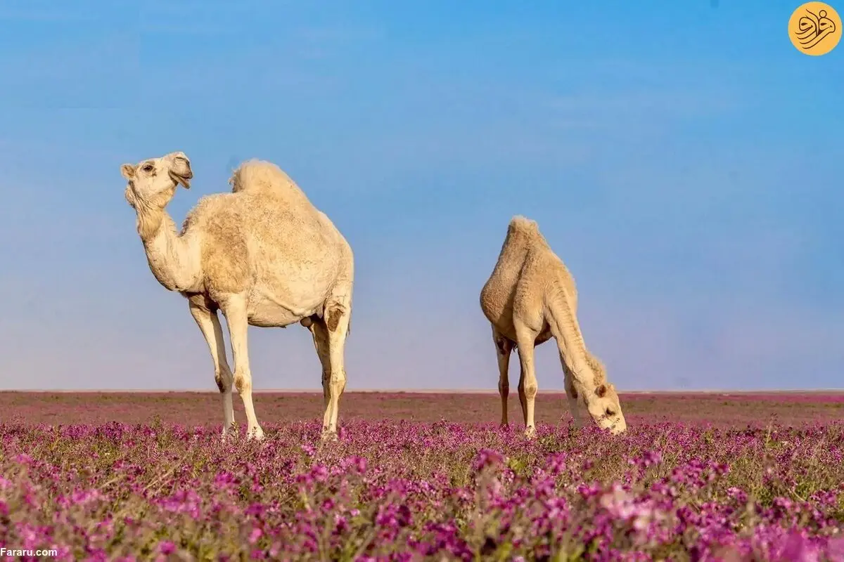 (تصاویر) دشت اسطوخودوس و شترها؛ منظره‌ای چشم‌نواز در عربستان