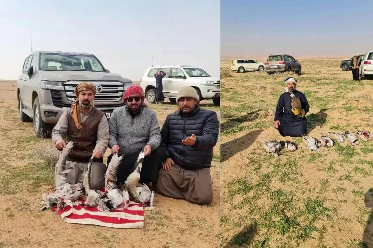 (ویدئو) دشتهای جنوب افغانستان، خلوتگاه شکارچیان قطری
