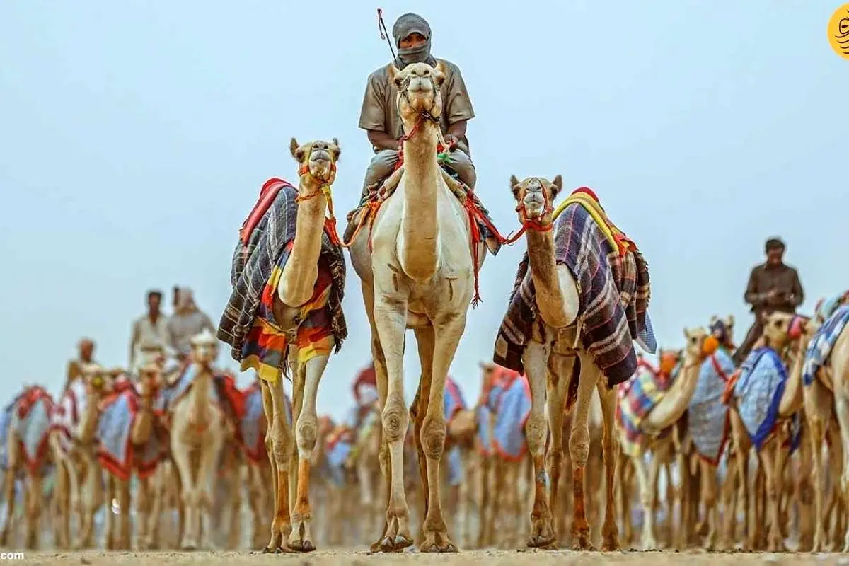 (ویدئو) جشنواره شتر خادم حرمین شریفین با جایزه ۱۸ میلیون دلاری