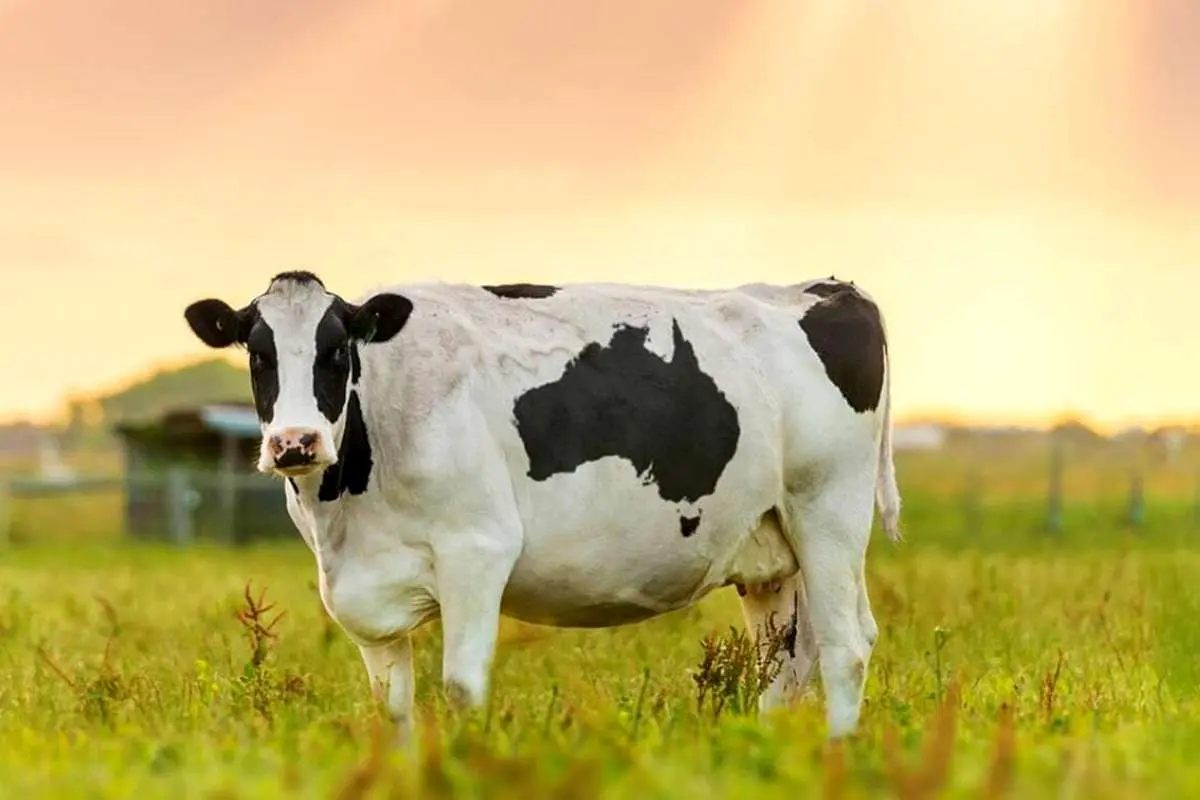 گاوها؛ متهم ردیف اول گرمایش زمین!