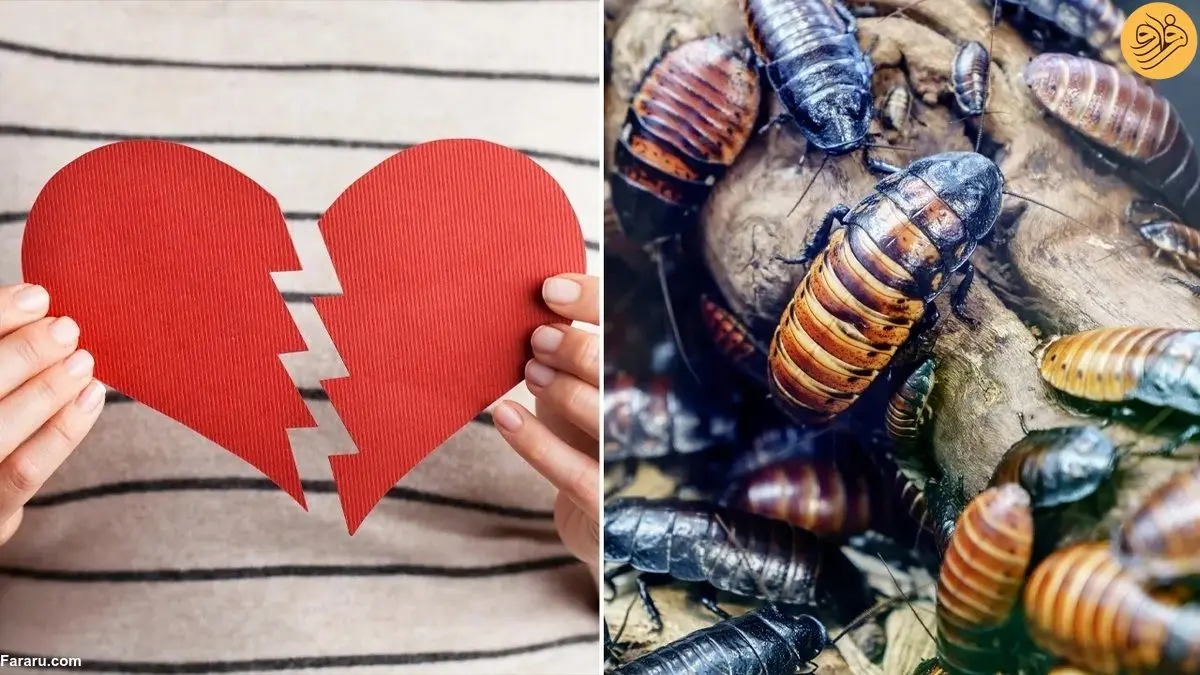 (ویدئو) برای ولنتاین سوسک به نام بزن!
