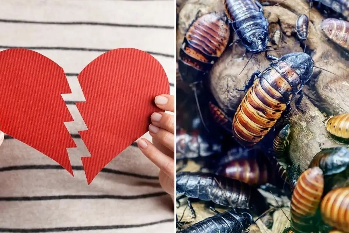 (ویدئو) برای ولنتاین سوسک به نام بزن!