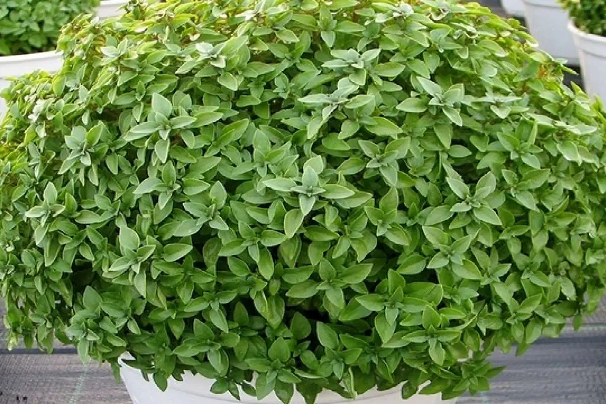 آموزش کاشت سبزه ریحان در انواع مختلف برای عید نوروز