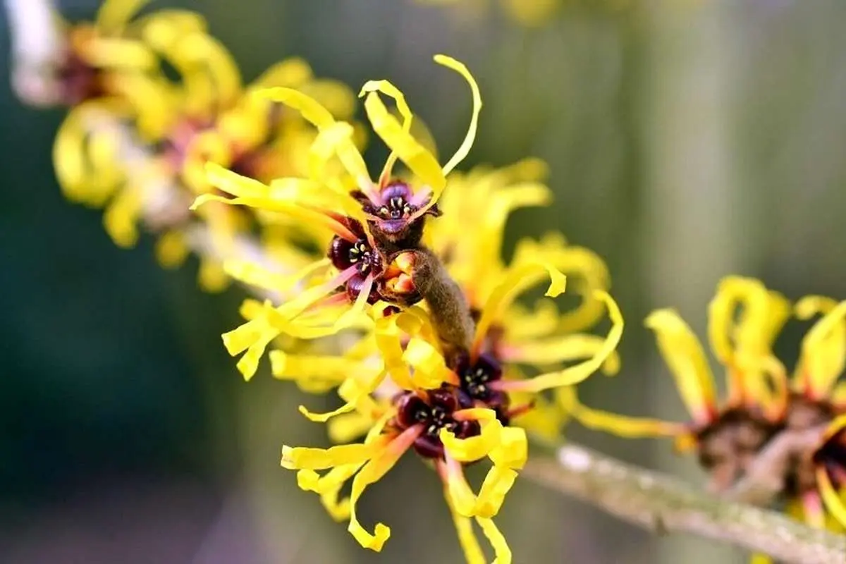 فندق افسونگر و فواید آن برای پوست