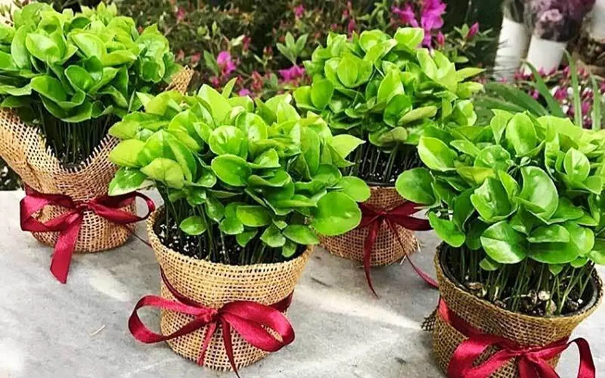آموزش کامل کاشت سبزه عید با هسته پرتقال