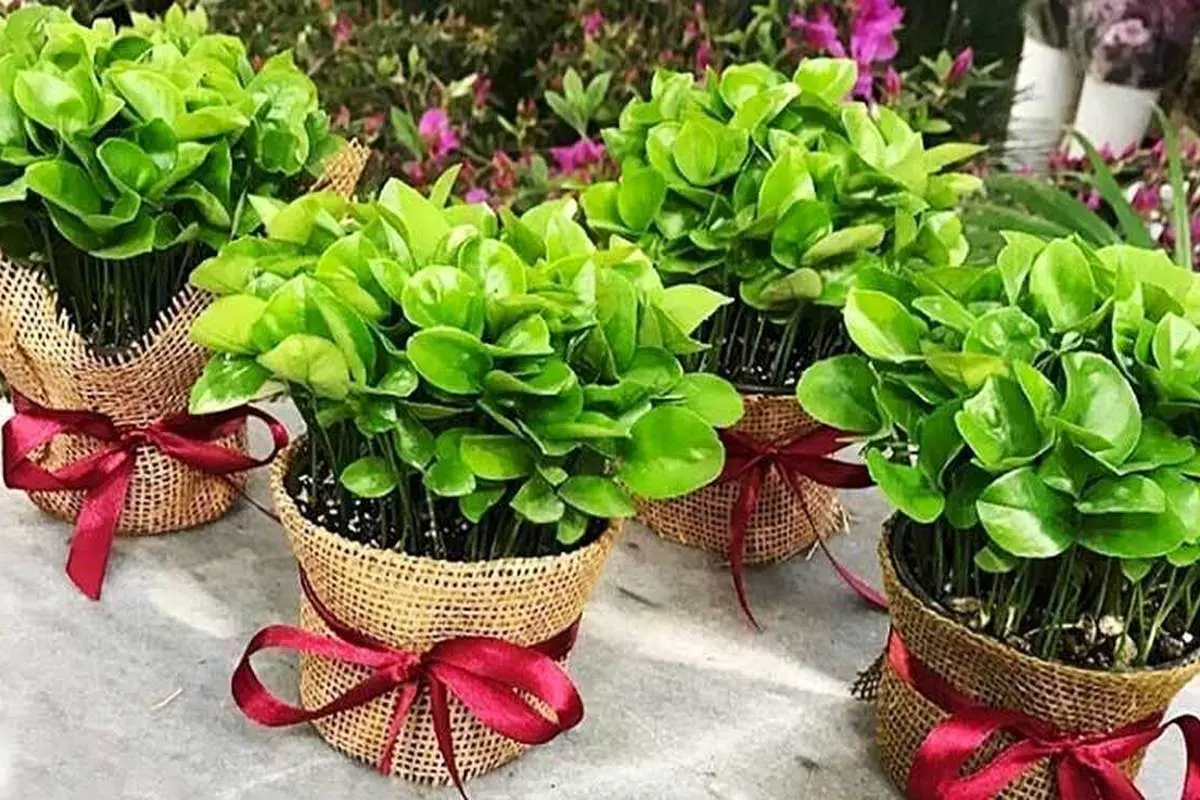 آموزش کامل کاشت سبزه عید با هسته پرتقال
