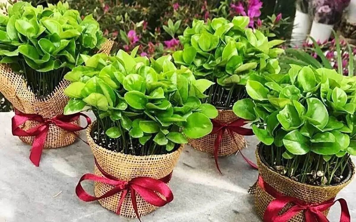 آموزش کامل کاشت سبزه عید با هسته پرتقال