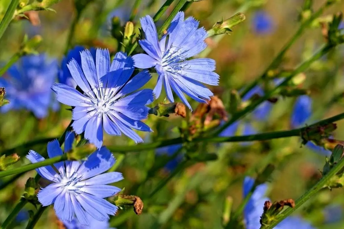 فواید فراوان این گیاه رشتی؛ ضد عرق و ملین