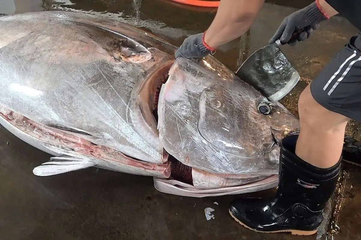 (ویدئو) مهارت در برش ماهی تن ۳۰۰ کیلویی برای تهیه ساشیمی