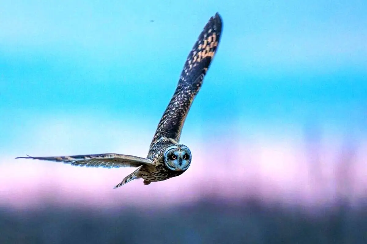 ۱۰ باور غلط که در مورد حیوانات داریم؛ از ترس فیل از موش تا کوهان پر از آب شتر