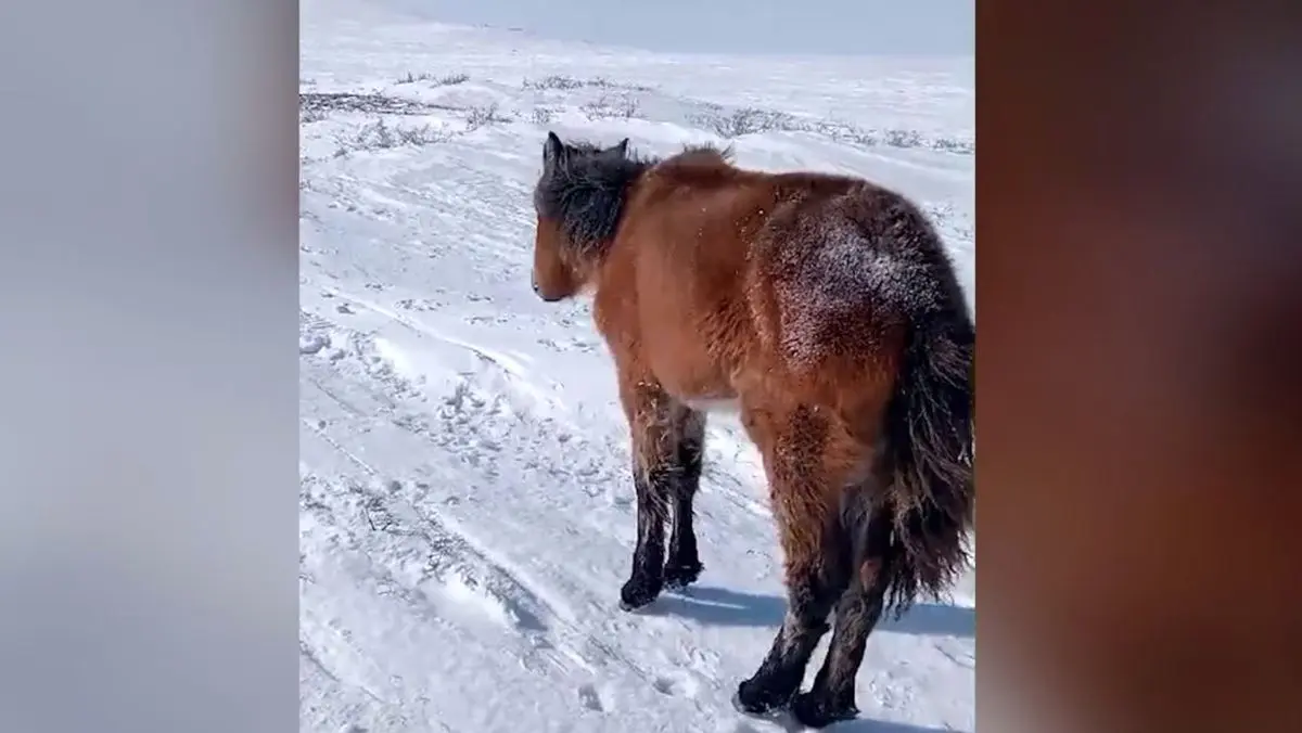 (ویدئو) تلف شدن صد‌ها اسب در قزاقستان؛ از گرسنگی یا سرما؟