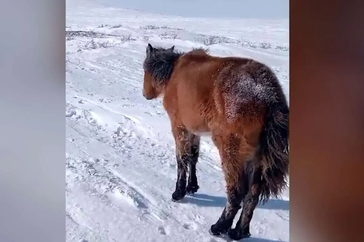 (ویدئو) تلف شدن صدها اسب در قزاقستان؛ از گرسنگی یا سرما؟