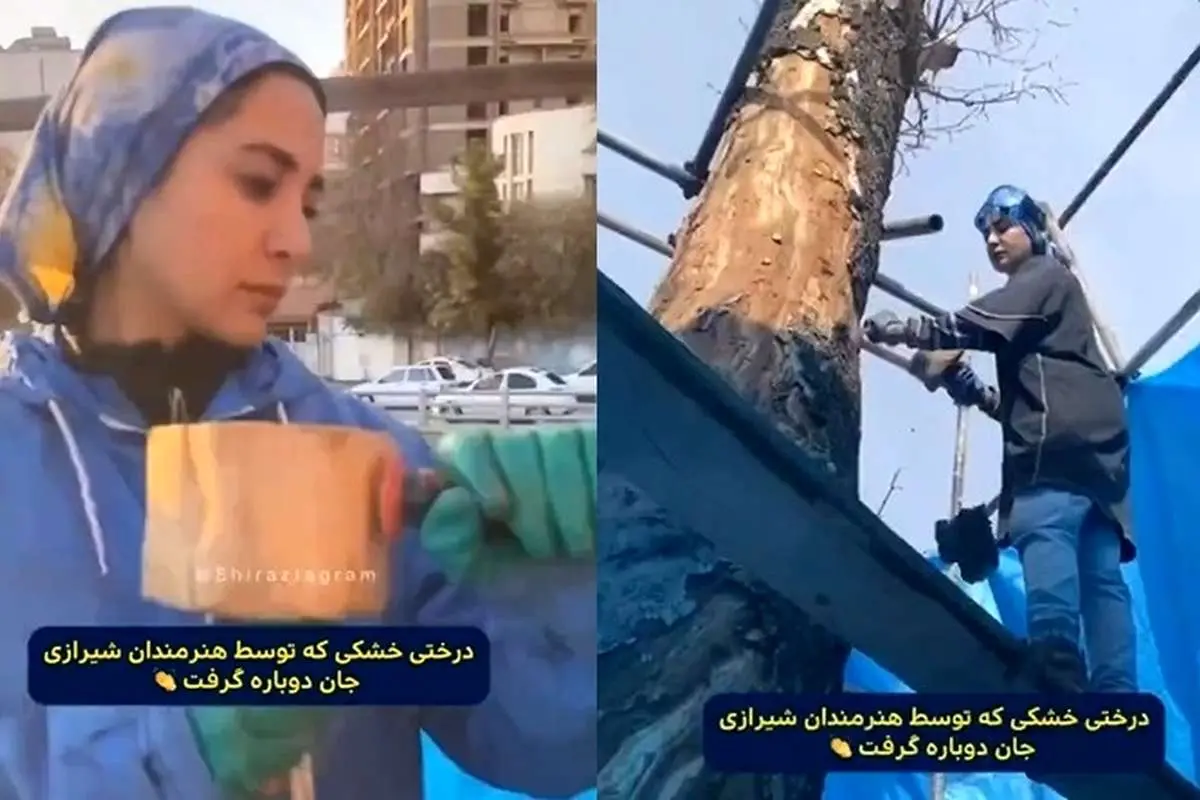 (ویدئو) درختی خشک که توسط هنرمندان شیرازی جان دوباره گرفت