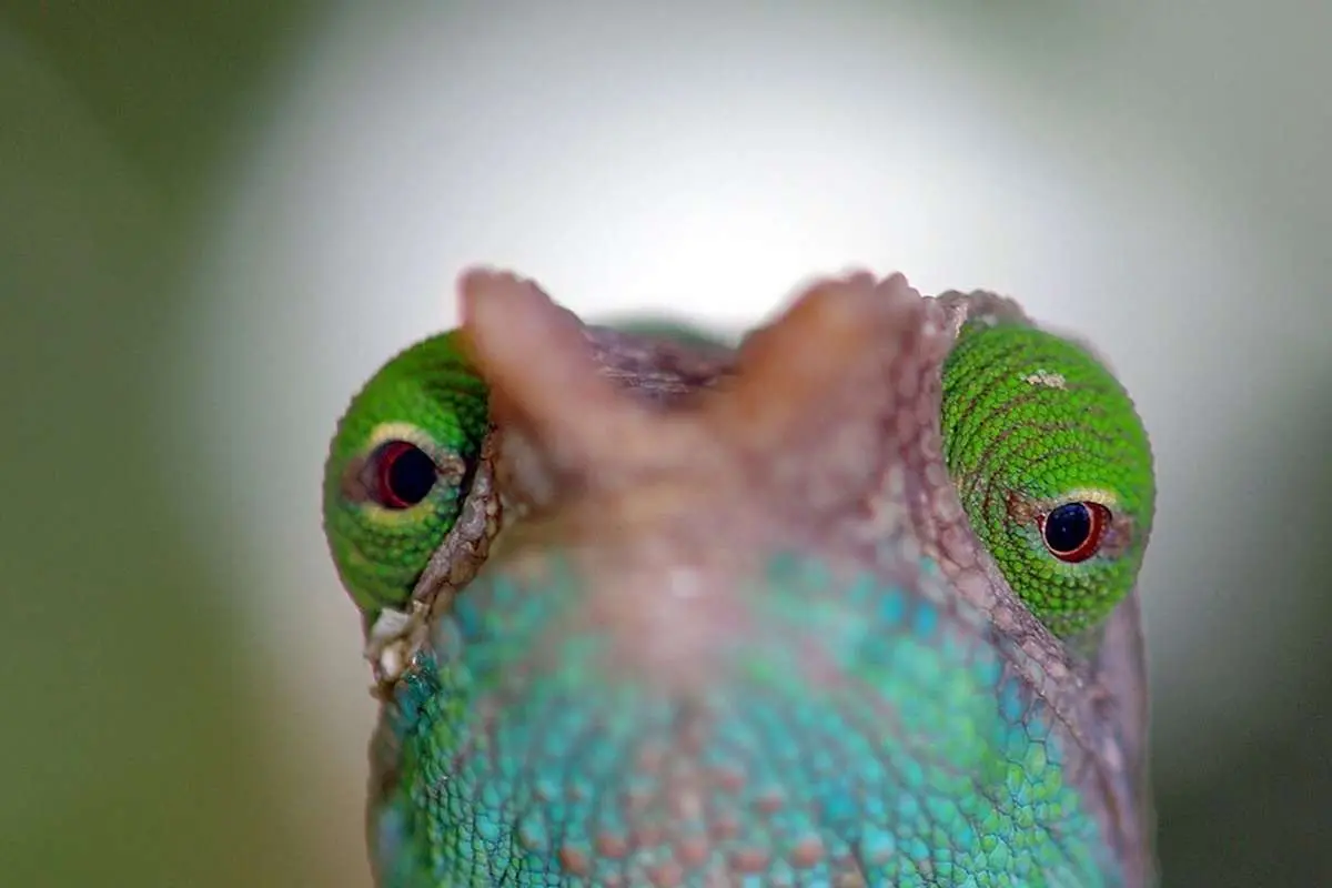 (ویدئو) این شکارچی زیرک، بسیار سریع و بدون اشتباه است!