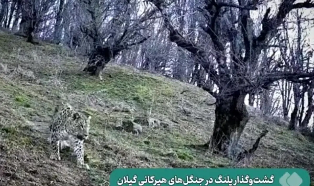 (ویدئو) گشت‌وگذار پلنگ در جنگل‌های هیرکانی