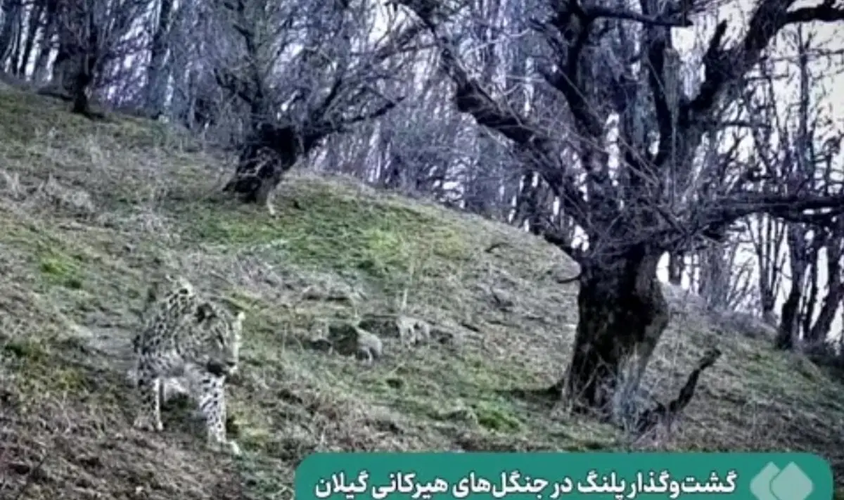 (ویدئو) گشت‌وگذار پلنگ در جنگل‌های هیرکانی