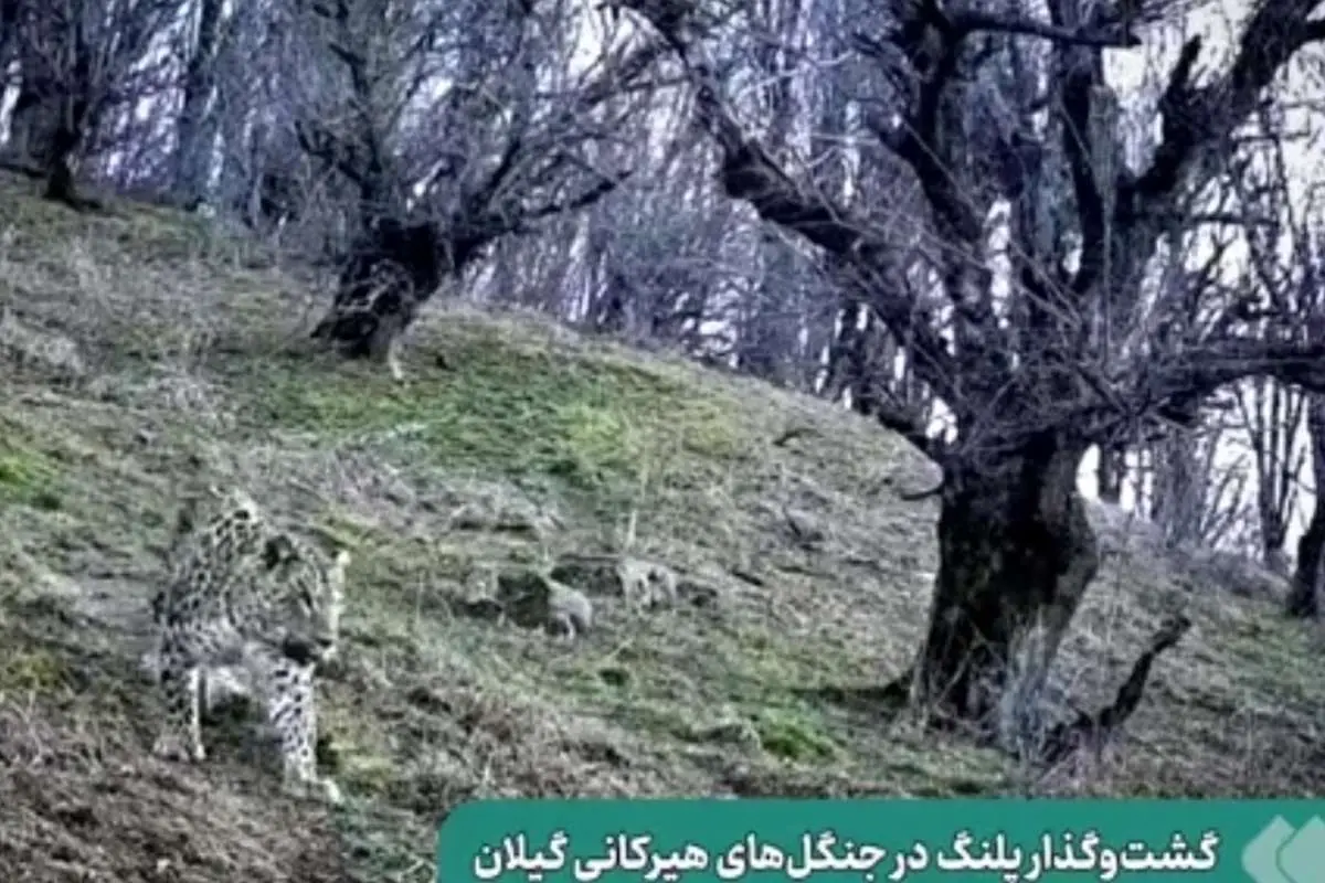 (ویدئو) گشتوگذار پلنگ در جنگلهای هیرکانی