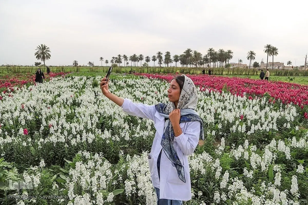(تصاویر) برداشت گل شب‌بو در حمیدیه