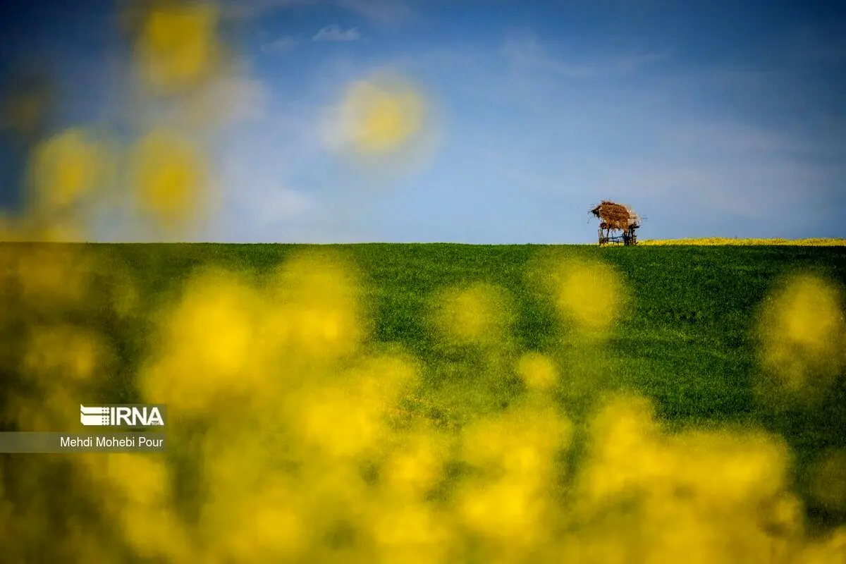 (تصاویر) مزارع کلزا