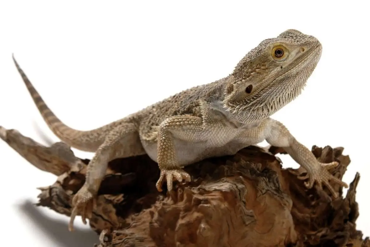 (ویدیو) حیوانی عجیب‌وغریب با ظاهری باورنکردنی