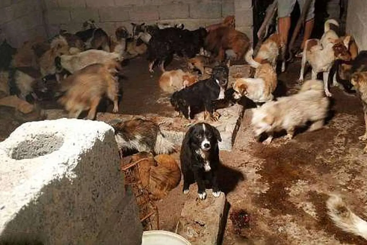 (ویدئو) بازار سگ خوری؛ فرآیند پرورش میلیون‌ها سگ در چین برای گوشت