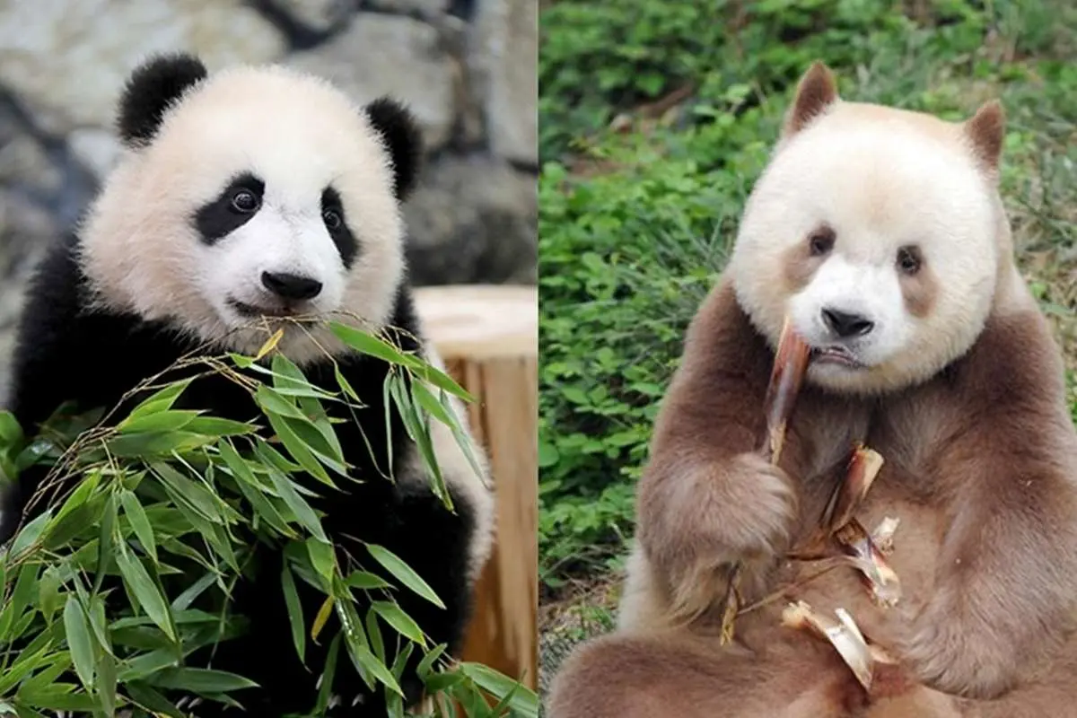 این پاندا سیاه و سفید نیست، رنگی است