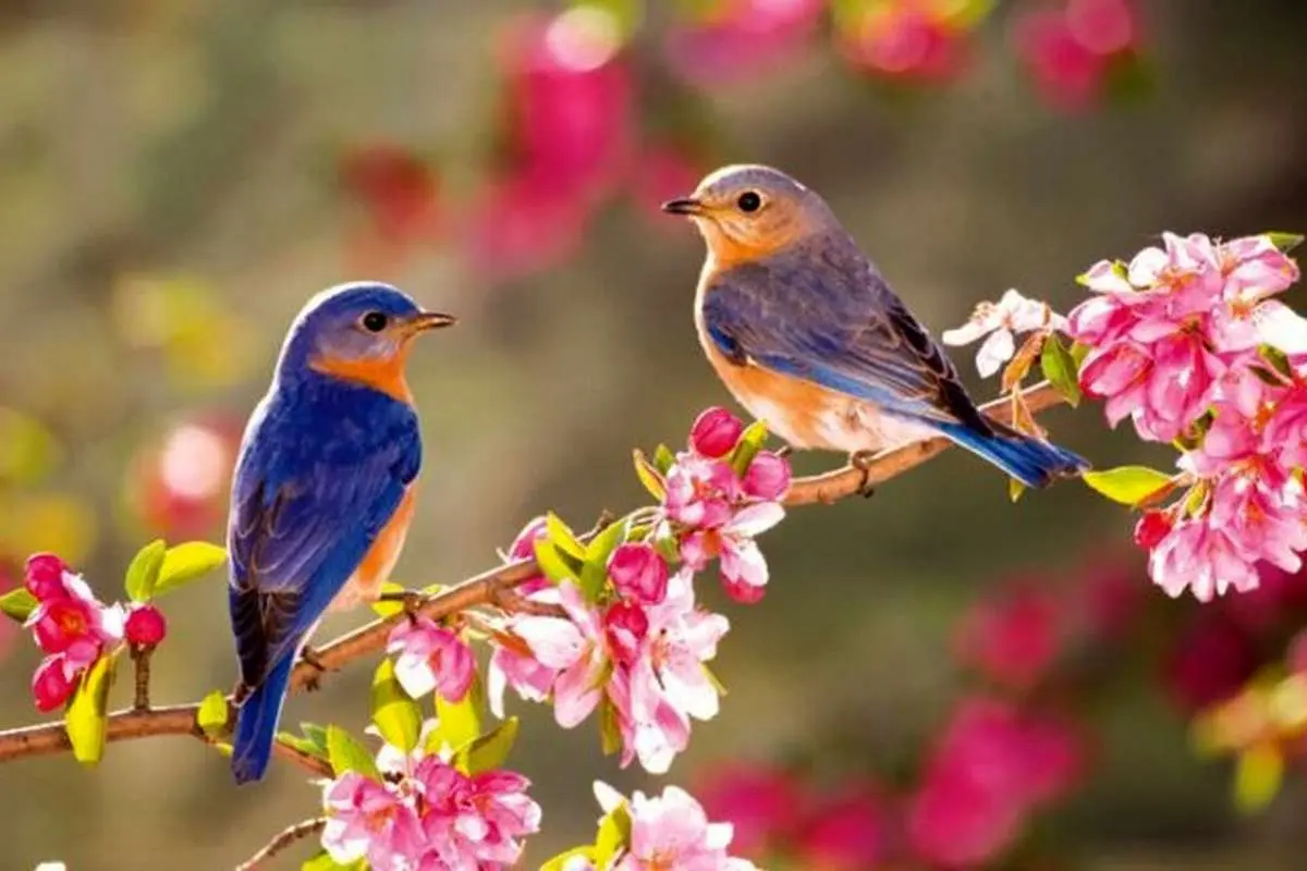 تفال به حافظ پنجشنبه ۲۴ اسفند ۱۴۰۲؛ آن کیست کز روی کرم با ما وفاداری کند....