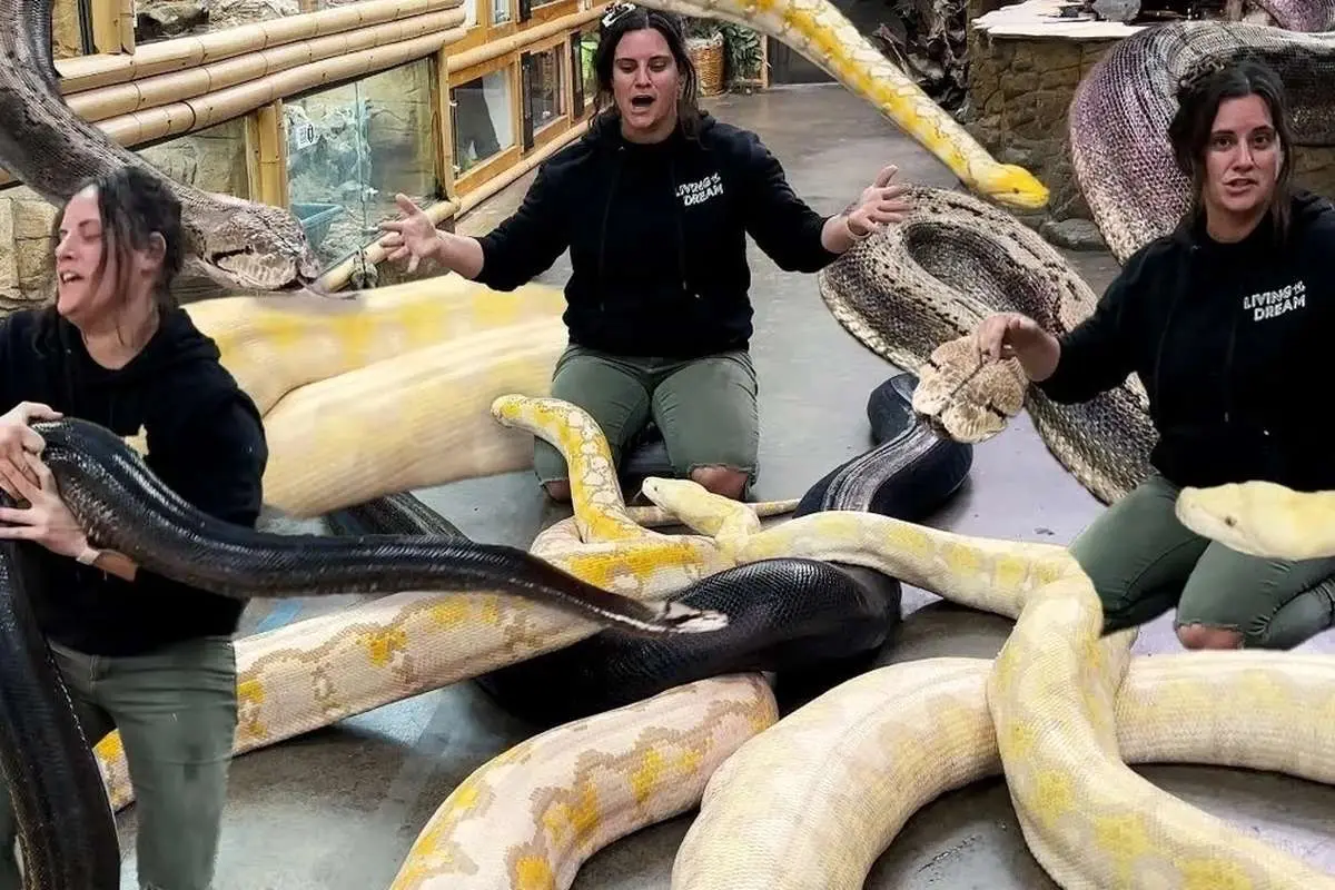 (ویدئو) مزرعه پرورش مار پیتون؛ چالش جابجایی مار‌های ۵ متری و ۱۰۰ کیلوگرمی